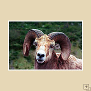 Bighorn Ram