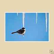 Chickadee on an Icicle