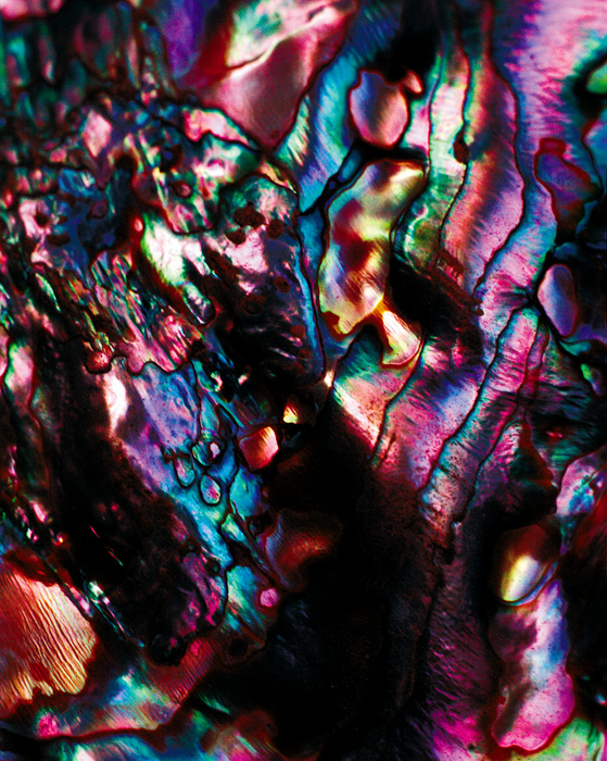 Abalone