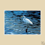 Egret