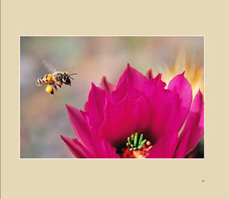 Bee In Cactus